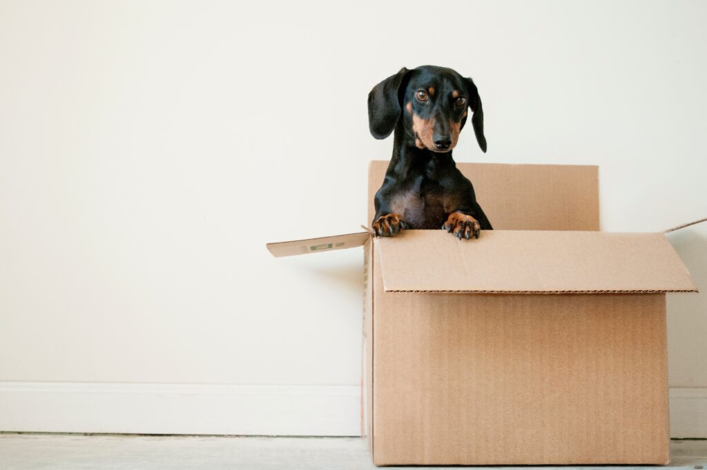 A dog in a cardboard box.